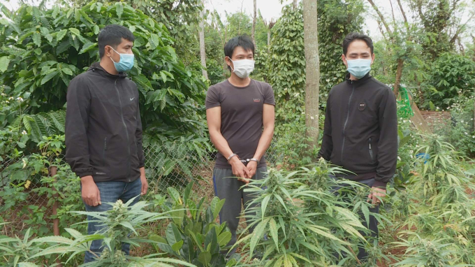 Đắk Lắk: 2 hộ dân trồng trái phép 616 cây cần sa